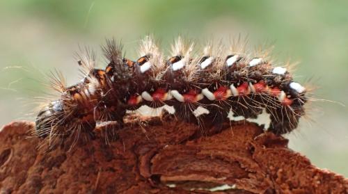 Acronicta rumicis